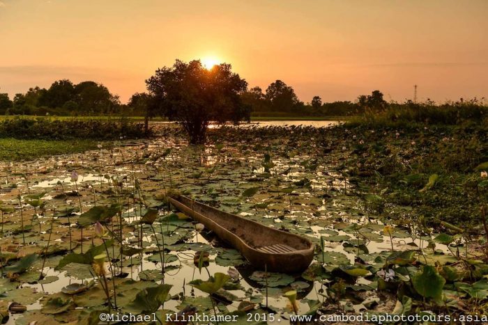 Cambodia lotus pond sunset