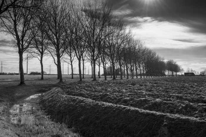 Groningen landschap_hoge bomen_klinkhamerphoto